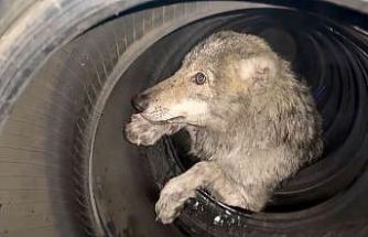 Lastikçiye giren kurt paniğe neden oldu