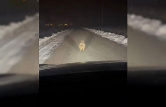 Mahalleye inen kurt, araç önünde kilometrelerce ilerledi