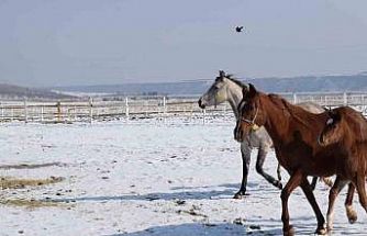 Malatya’da 2026 şampiyon adayı taylar dünyaya gelmeye başladı