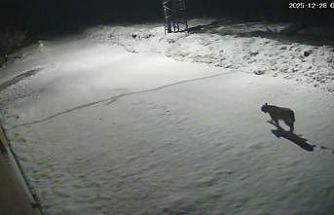 Malatya’da ‘vaşak görüntülendi