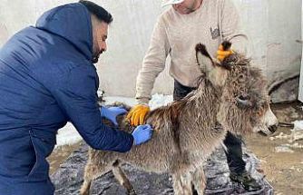 Mazıdağı Belediyesinin "sahip çıkıldı" dediği sıpa sokağa terk edildi