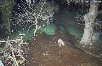 Menteşe’de kurdun saldırdığı 3 koyun telef oldu