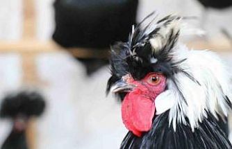 Mermer fabrikasında egzotik mesai: Farklı ırklardaki tavuklar burada yetişiyor
