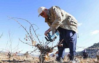 Mersin’de organik tarım desteğiyle üretim doğallaşıyor