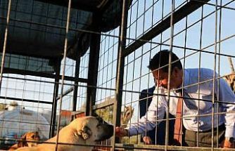 Muğla Büyükşehir 4 bin 34 can dostu sahiplendirdi