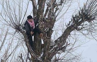 Muş’ta besicilerden alternatif yem yöntemi