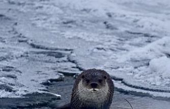 Muş’ta buz tutan Karasu Nehri’nde su samuru görüntülendi