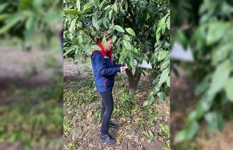 Narenciye bahçeleri kontrol edildi