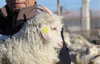 Nesli tükenme tehlikesi altında olan bin 200 Ankara keçisine gözleri gibi bakıyorlar