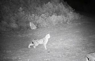 "Ormanın hayaleti" vaşak görüntülendi