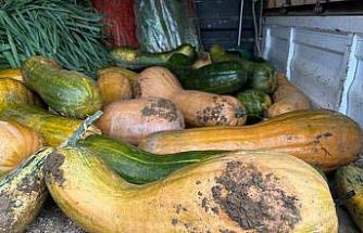 Osmangazi’de 30 kilogramlık Kıbrıs bal kabağı yetiştirildi