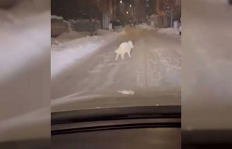 Patnos ilçe merkezinde kurt görüldü