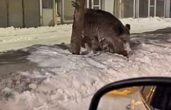 Patnos ilçe merkezinde yaban domuzu görüldü