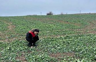Pehlivanköy’de anıza ekim yapılan kanola tarlasında bitkinin fizyolojik gelişimi incelendi