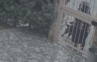 Sahipsiz köpeklerin saldırısına uğrayan kadını kurtaran Nurten Güven: "Biz olmasaydık kadının mücadelesi zor olacaktı"