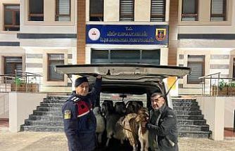 Sahte para ile hayvan alarak besiciyi dolandıran şahıslar yakalandı