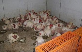 Sakarya’da tavuk çiftliğine biyogüvenlik kısıtlaması