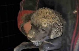 Samsun’da çukura düşen yavru köpek, zabıta ekiplerince kurtarıldı