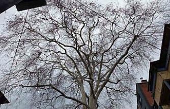 Samsun’un koruma altındaki 11 çınarından biri 160 yıldır dimdik ayakta