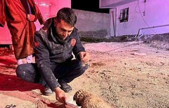 Şanlıurfa’da 20 metrelik sondaj kuyusuna düşen yavru köpek kurtarıldı