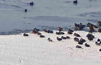 Sibirya soğukları yaban hayatını vurdu