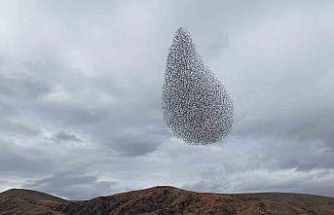 Sığırcık kuşlarından görsel şölen