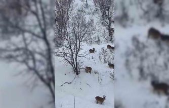 Siirt’te yaban keçileri sürü halinde görüntülendi