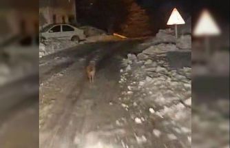 Sincik’te kurt köy merkezine indi