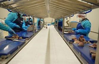 Sinop 2025’te ihracatta vites yükseltti