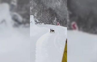 Sinop İl Özel İdaresi ekipleri, karın tadını çıkaran karacalarla karşılaştı