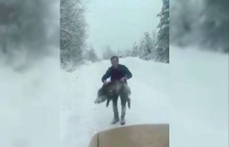 Sinop’ta bir vatandaş yaban domuzu sürüsüne dalıp eliyle yakaladı