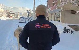 Şırnak’ta sokak hayvanları barınaklara toplandı