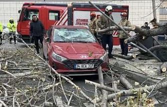 Şişli’de ağaç, park halindeki aracın üzerine devrildi