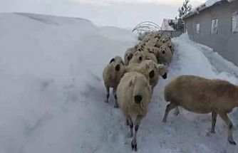 Sivas’ta kar kalınlığı yer yer 2 metreyi aştı, en çok hayvancılık yapanlar zorlandı