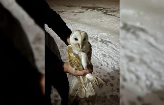 Soğuklardan kaçıp ahıra sığındı