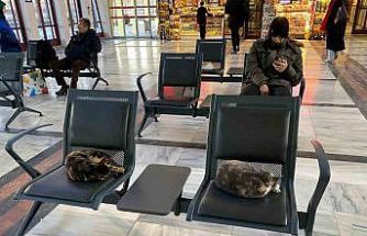 Soğuktan üşüyen sokak kedileri tren garına ısındı