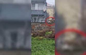 Sokak aralarında gezen tilki dikkat çekti