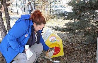 Sokak kedileri unutulmadı