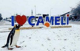 Sürüden ayrılan nihilist penguen Çameli’ye uğradı