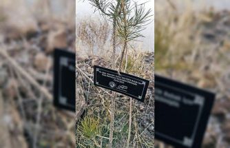 Talas Belediyesi’nden geleceğe nefes: Her bebek için bir fidan