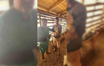 Tarım Müdürlüğü’nden Sazlı’da hayvan sağlığı mesaisi