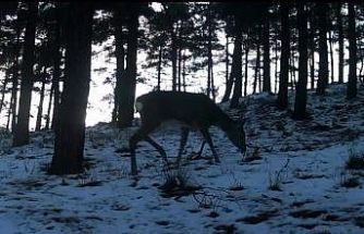 Tekirdağ’da Ganos Dağı’nda yaban hayatı fotokapana yansıdı