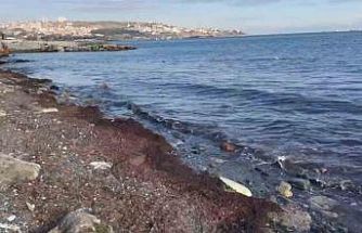 Tekirdağ’da lodosta sahili kırmızı yosunlar kapladı