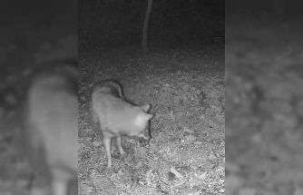 Terkos Gölü kıyısında gece sürprizi: Karavan kampçısının kamerasına kurt yansıdı