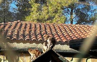 Terminalde koli içinde yakalanan yavru maymunun ’Fıstık’ gibi hayatı oldu