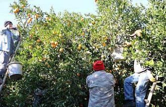Tescilli Kozan portakalında hasat zamanı: Bahçede kilosu 10 TL