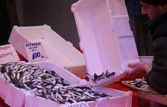 Tezgahlar istavritle doldu: Fiyatlar dibi gördü