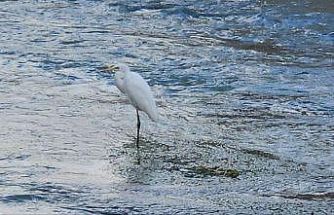 Tohma Çayı’nı mesken tutan balıkçıl kuşu ilgi görüyor