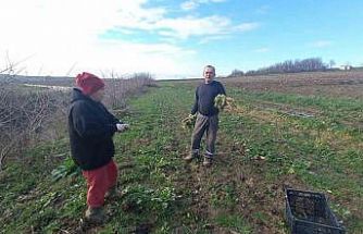 Toprağa emek, çocuklara gelecek: Karı-koca dört mevsim tarlada çalışıyor