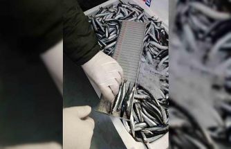 Trabzon’da 2025 yılında su ürünleri denetimlerinde 43 kişiye 3,2 milyon TL para cezası